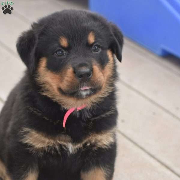 Adina, Rottweiler Mix Puppy